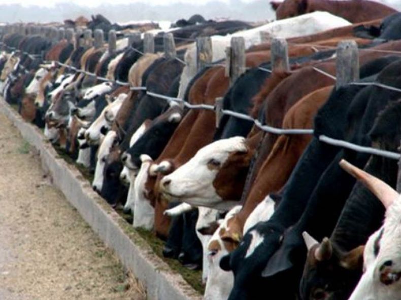 Feedlot.jpg