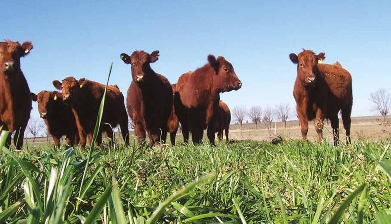 La importancia de invertir en prácticas ganaderas sostenibles y en sistemas de manejo que se adapten a las condiciones del clima. cambiantes.