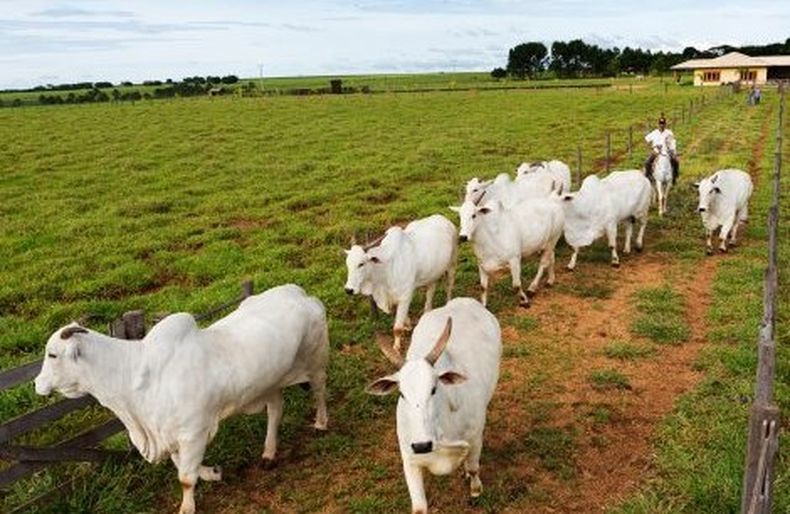 Resistencia antimicrobiana: las mejoras dependen de políticas, estrategias, recopilación y análisis de datos.