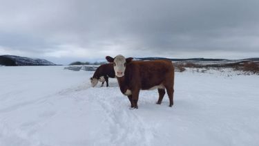 Es fundamental garantizar el bienestar animal en los establecimientos productivos durante el invierno.