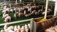 Aujeszky. Desde Senasa hacen un llamado al compromiso con la bioseguridad y la sanidad animal.
