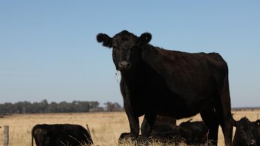 Contemplar estas medidas contribuirá a mejorar el bienestar animal y redundará en beneficios para los diferentes actores de las cadenas pecuarias.