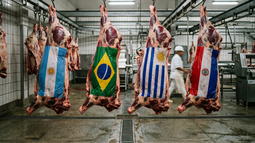 Carne. Hay toneladas sin distribuir y cada país del bloque sudamericano busca posicionarse. Carne. Hay toneladas sin distribuir y cada país del bloque sudamericano busca posicionarse.