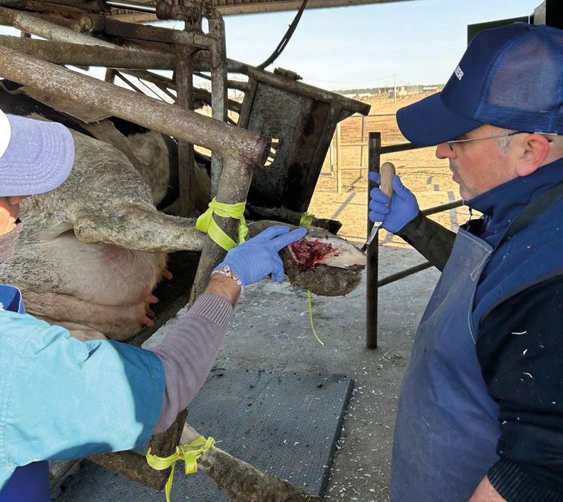 Las rengueras afectan la productividad, generan costos y comprometen el bienestar animal.