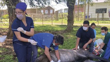 El veterinario, pieza clave en la sanidad equina