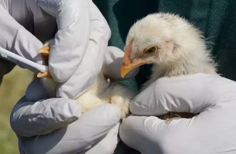 Desde la OMS indicaron que la influenza aviar se convirtió en una zoonosis animal pandémica mundial.