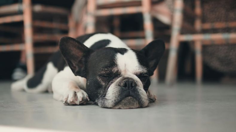 Muchos tutores de estos perros expresan la preferencia por su pereza.