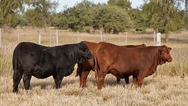 Tecnología y nutrición animal sin antimicrobianos: reducción de metano.