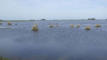 El Niño y su impacto en el agro argentino, un desafío climático que requiere adaptación y planificación estratégica.