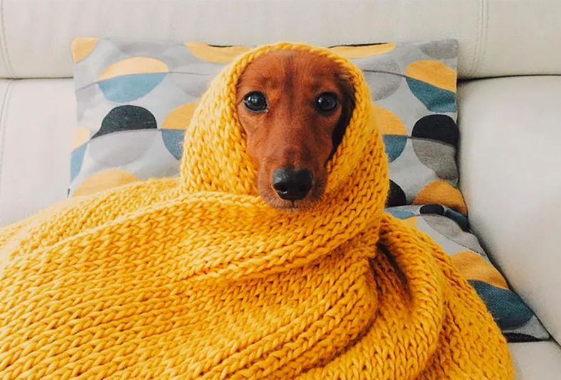 Proteger del frío a los animales de compañía va más allá de mantenerlos abrigados.