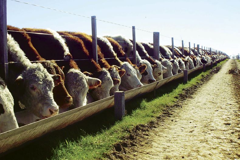 Feedlot2.jpg
