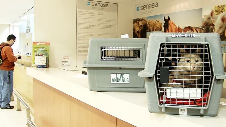 Viajar con mascotas al exterior requiere cumplir con los certificados veterinarios actualizados para asegurar su bienestar y el sanitario global.