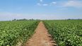 La agricultura regenerativa se consolida como pilar para una producción sustentable y la mitigación del cambio climático en Argentina.