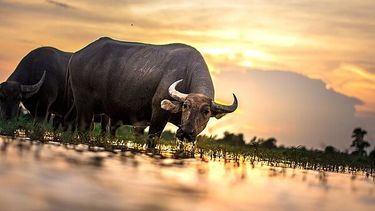 Las exportaciones están restringidas por un brote detectado en búfalos de agua cerca de Berlín.