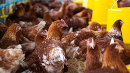 En 2025, 9 países confirmaron brotes de influenza aviar en aves de corral comerciales. En 2025, 9 países confirmaron brotes de influenza aviar en aves de corral comerciales.