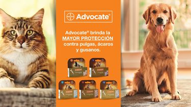 Motivar | Banner Advocate 02 002.jpg