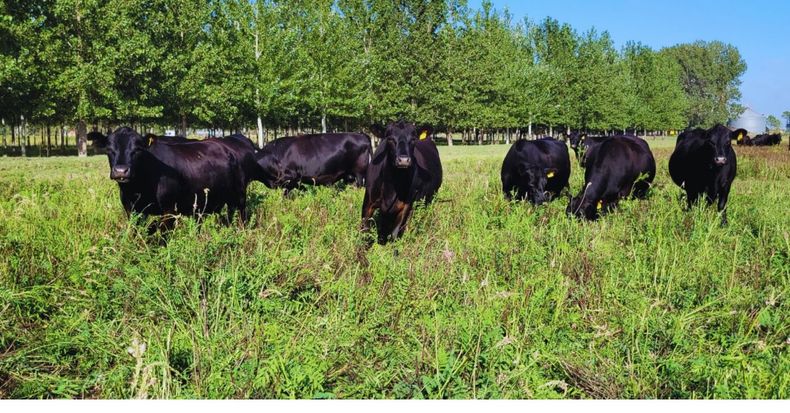 Forrajes. La esparceta produce empaste en bovinos y posee propiedades antiparasitarias, entre otras.