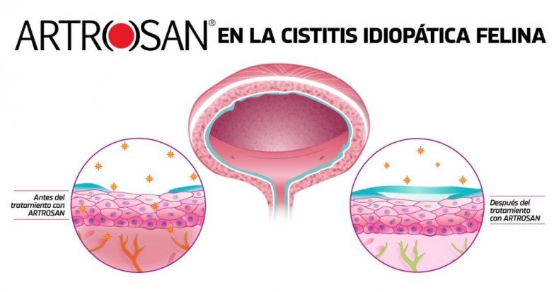 Portada Cistitis_Motivar 1 1100x576 1.jpg