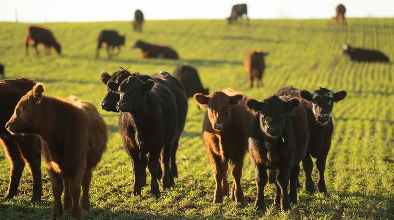 No aflojan las pérdidas por parasitosis bovina.