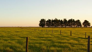 El informe del INTAmuestra que, expresado en kilos de novillo o trigo, la inversión ha fluctuado.