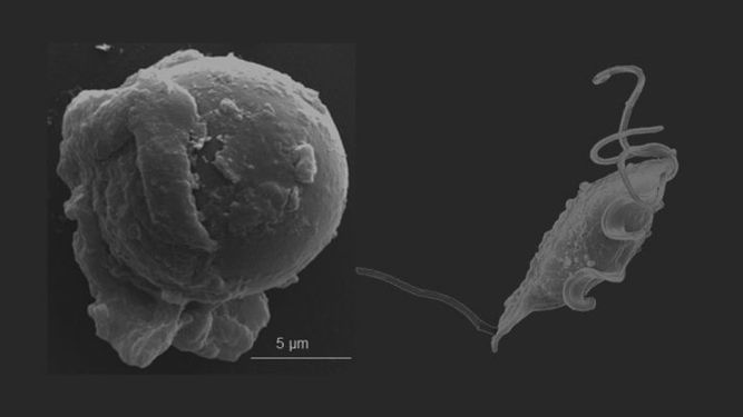 Tritrichomonas foetus, el parásito que causa la tritricomonosis bovina.