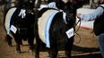 El sector agropecuario argentino se congrega en Palermo para la tradicional Exposición Rural, un espacio clave para su desarrollo.