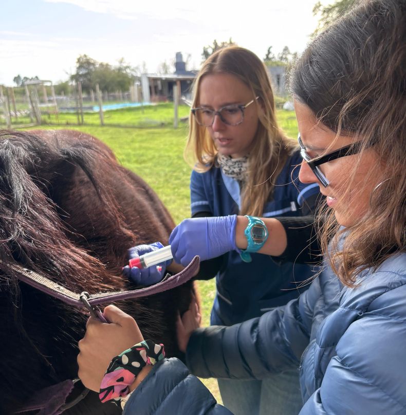 Las MV Josefina Chayer y Florencia Solano proponen una atención nintegral de los equinos.