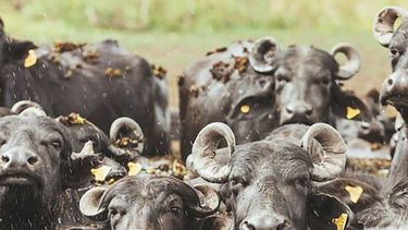 Impacto de la IATF en búfalos.