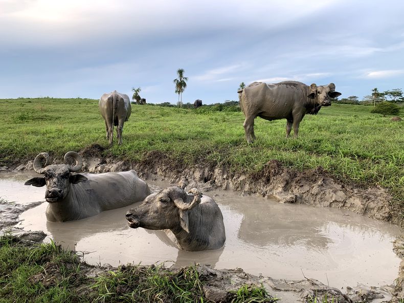 El brote de fiebre aftosa en Alemania se dio en una manada de búfalos de agua.