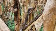 El frío impacta en las poblaciones de Chicharrita, un vector clave para la agricultura del maíz, redefiniendo estrategias de manejo para la próxima campaña.