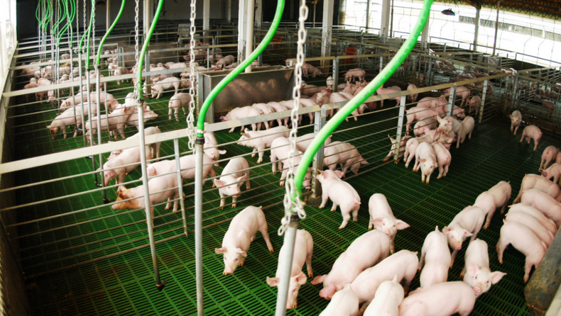 La producción porcina argentina consolida su crecimiento con más escala y eficiencia.