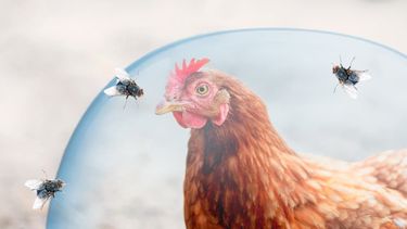 CONICET: La clave está en anticiparse, diagnosticar y actuar a tiempo.