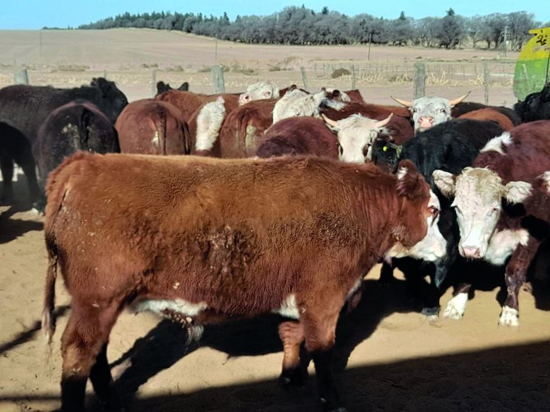 En la producción de bovinos, el trabajo veterinario es clave.