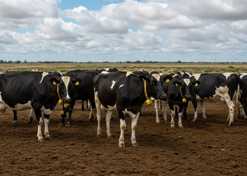La lechería argentina está evolucionando hacia un modelo más resiliente y consciente.&nbsp;