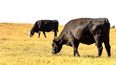 Los bovinos de razas europeas, como el Aberdeen Angus, son más propensos al estrés por calor por su piel oscura y temperamento nervioso.