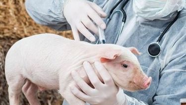 Mycoplasma hyopneumoniae y el circovirus en porcinos son agentes infecciosos.&nbsp;