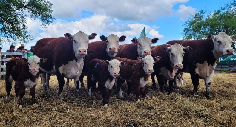 Las pruebas sirven para mejorar el desempeño reproductivo y productivo de carnes.