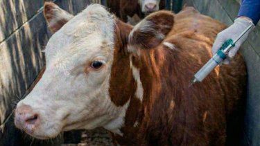 En pocos días arranca el calendario general de vacunación antiaftosa 2026.