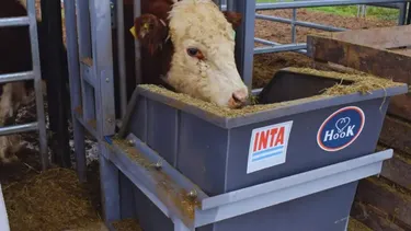 Novillos alimentados con aditivo innovador en pruebas del INTA.