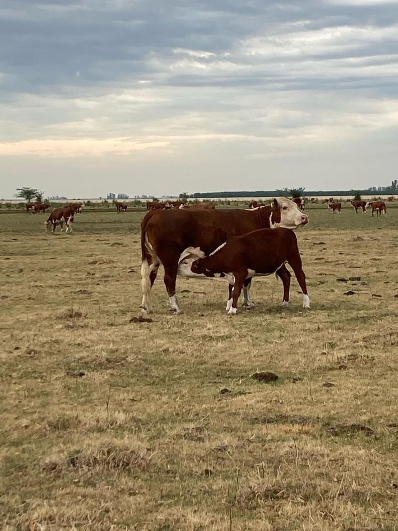 ¿Por qué el destete bovino sigue alrededor del 65%?