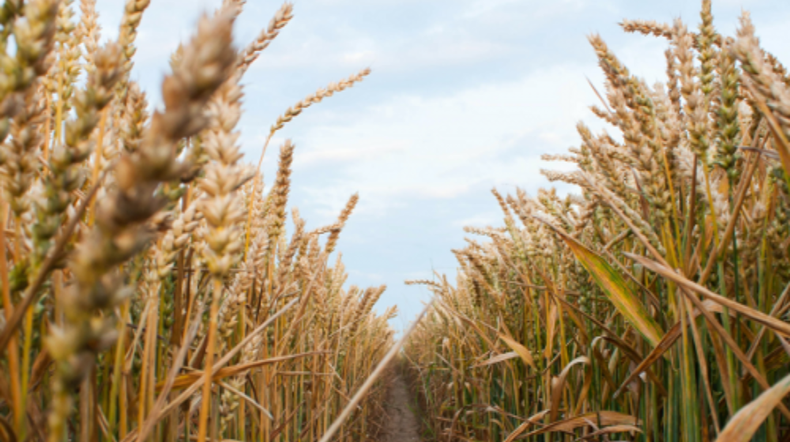 Se espera un 10% más de trigo de lo proyectado hace un mes.﻿