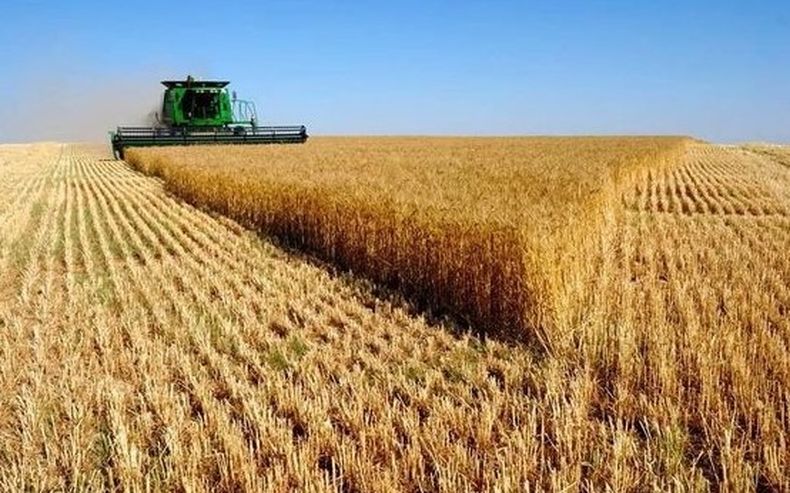 Trigo en su máximo esplendor durante la campaña 2025/26.