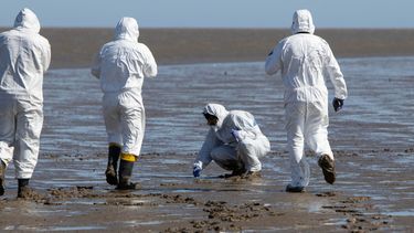 Se realizó una jornada de experimental a campoen San Clemente del Tuyú para la detección temprana de influenza aviar.