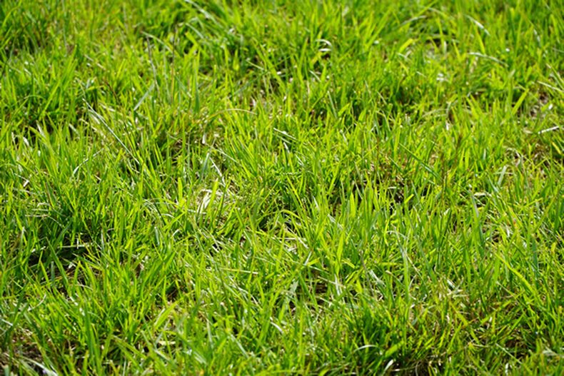 ¿Cuál es el impacto delfósforo en la fisiología de las plantas y el rendimiento de los cultivos?