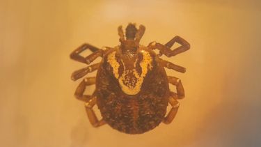 Garrapatas. La especie Amblyomma sculptum tiene un collar amarillo en el lomo.