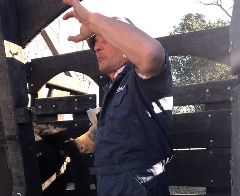 El MV. Fernando Grippaldi comparte consejos para llevar adelante un correcto manejo en los bovinos.