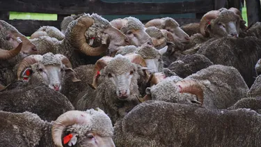 La Fasciolosis, un viejo problema para los ovinos.   