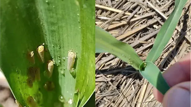 La chicharrita, la vedette de las plagas del maíz en 2024. (Ver galería).