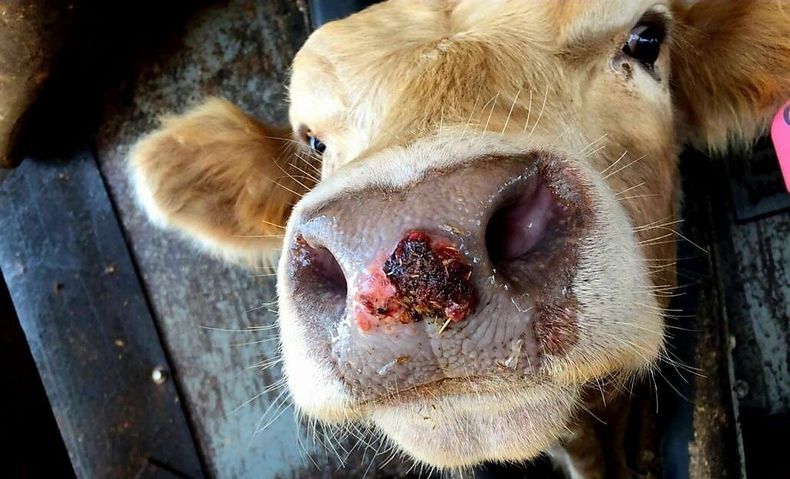 Brote de fiebre aftosa reconfigura el mapa sanitario en Sudáfrica.