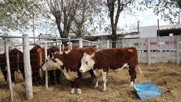 El estudio del INTA Bordenave sirvel para que el productor agropecuario evalúe los costos asociados a instalaciones y mejoras.
